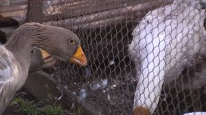 Точка на карте. Агротуризм в Суздальском районе