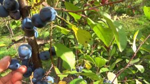 ТЕРН карликовый / Необходимо иметь в каждом домашнем саду!