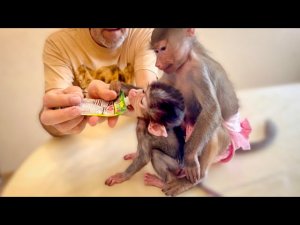 Посмотрите Как Степашка аккуратно научился кушать пюрешку!