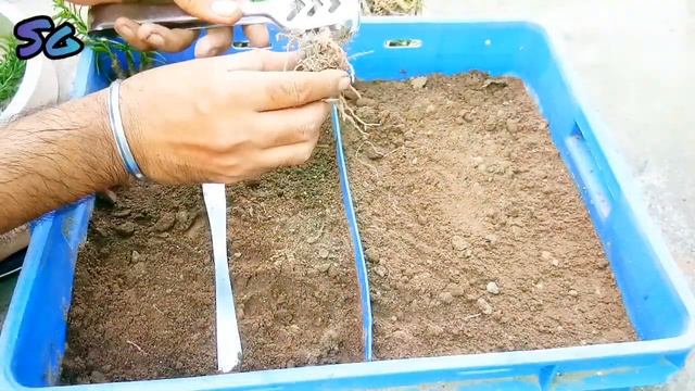 Pereskiopsis Spathulata Cactus Repoting & cutting propagation @Surenderyoutuber смотреть онлайн