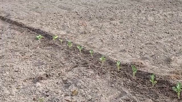 ВЫСАДКА РАССАДЫ КАПУСТЫ В ОТКРЫТЫЙ ГРУНТ. смотреть онлайн