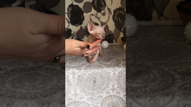 котенок сфинкс, голубоглазая девочка