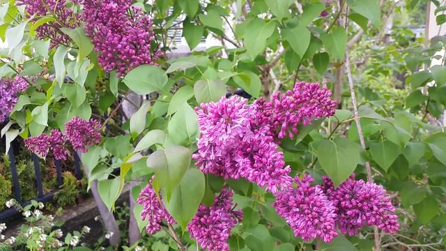 April - Very Beautiful Purple Lavender Persian Lilac Flowers-Lilac’s good smell смотреть онлайн