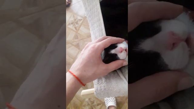 Как усыпить кота за 1 минуту...