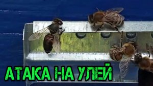 АТАКА НА УЛЕЙ