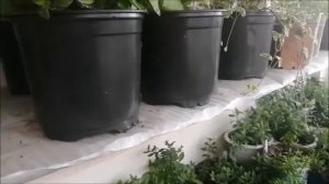 Сохранение черенками.Бегония серии  Big  Deluxe .Петуния  серии Тайдал.