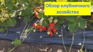 Сравнение некоторых сортов клубники. Клери, Сандра, Джоли, Флер, Лия, Сирия, Азия