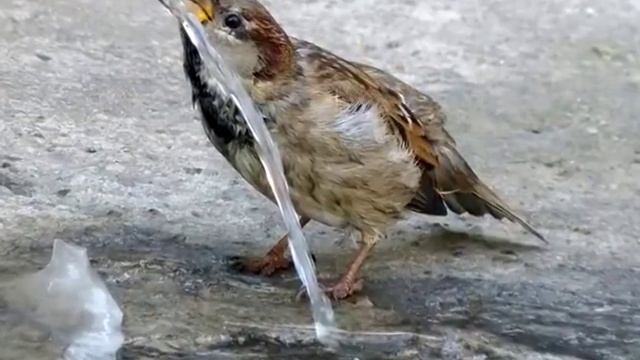 мы сидели у окна смотреть онлайн