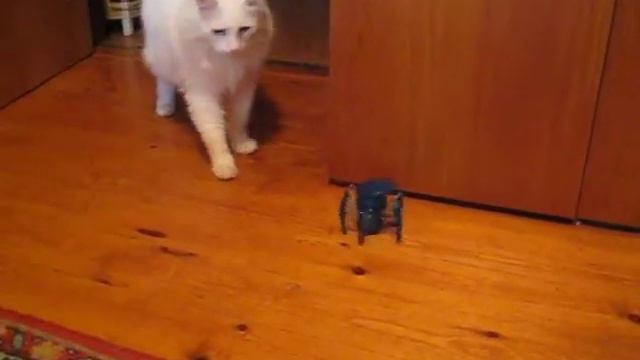 Тимон и робот-краб смотреть онлайн