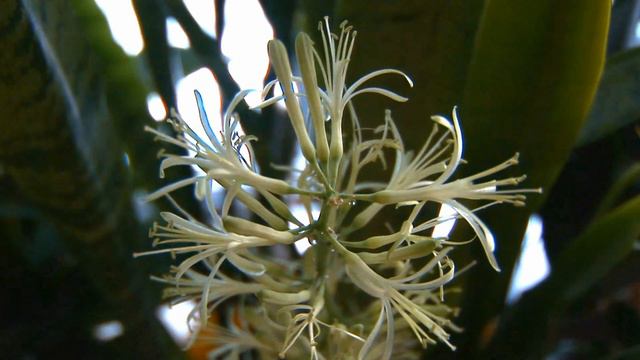 Цветок распускается смотреть онлайн