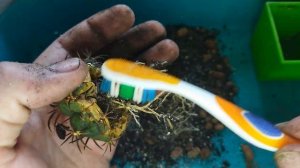 Как пересадить кактус в лечузу (Lechuza). Уход за кактусом. Gymnocalycium.