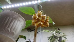 Комнатные Растения. Хойя Лазианта Зацвела???