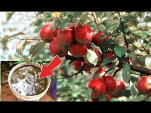 Вызревание яблок ускорит такая подкормка в августе! Чем подкормить яблоню в августе?