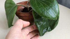 Хойи с большими листьями. Hoya with big leaves