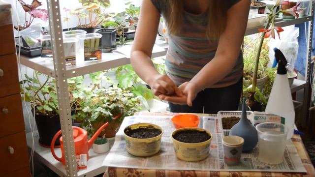 Когда сеять порей, когда сеять сельдерей смотреть онлайн