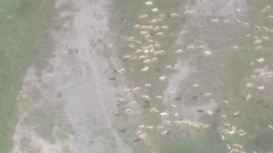 Отара овец на горных пастбищах