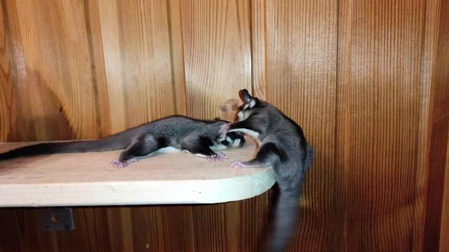 Как мирятся белки летяги смотреть онлайн