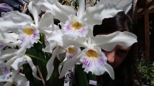 Cultivando Cattleya purpurata (Laelia purpurata). Dicas, Variedades e Adubação