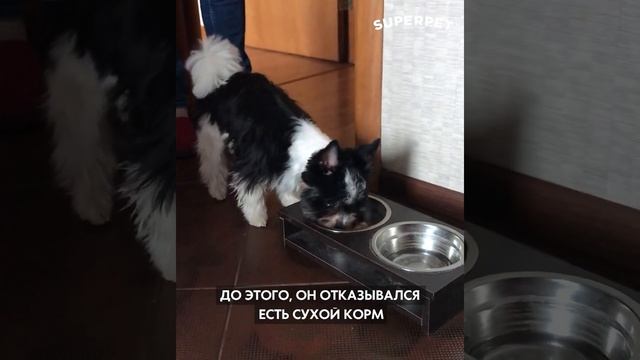 Елена и Сникерс - отзыв о натуральном питании для кошек и собак SUPERPET