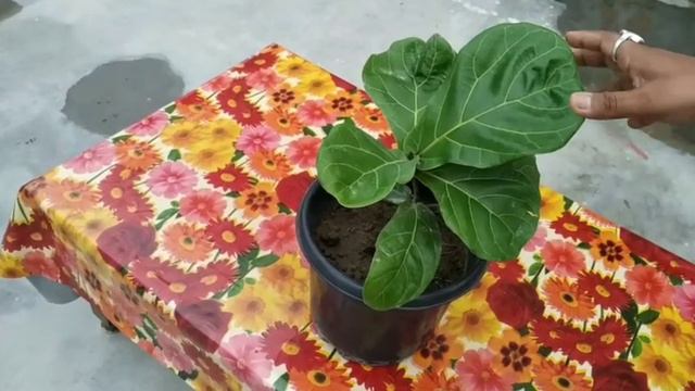Fiddle Leaf Fig, Ficus lyrata смотреть онлайн
