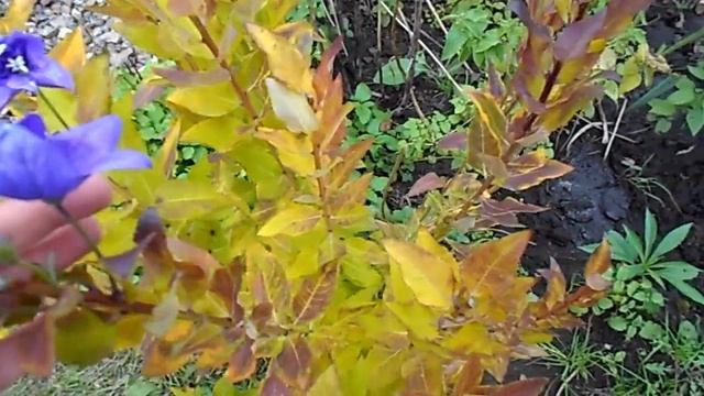 НА ДАЧЕ ПОСЛЕ ЗАМОРОЗКОВ. КУДА ПЕРЕСАДИЛА ТУЮ. смотреть онлайн