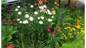 Миксбордеры из многолетников создаем своими руками
