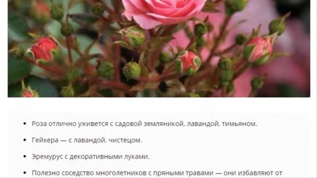Как выбрать многолетние цветы для сада