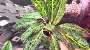 Аглаонема Тонг Нопакун или Тонг Нопакун вайт ? Aglaonema Thong Nopakun