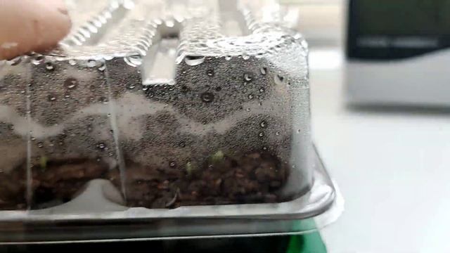 Первые ростки семян Бальзамина Том Тамб смотреть онлайн