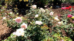 'Matthias Claudius Rose' piękna i zdrowa nostalgiczna róża parkowa.