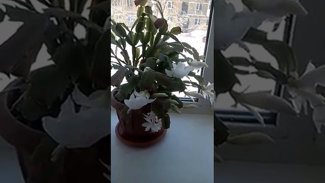 Декабрист этот цветок цветет не только в декабре 06 03 2018 смотреть онлайн