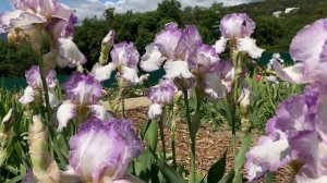 Крым. Ялта. Ирисы!  Никитский ботанический сад.