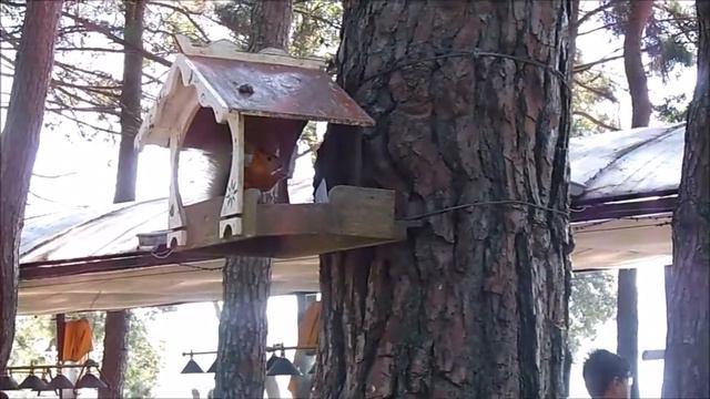 Геленджик . Белки на набережной ! смотреть онлайн