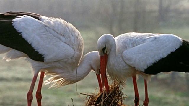 Символ белоруссии аист. Гусь и аист. Голос аиста. Голоса птиц слушать. Песня аист на крыше слушать непоседы.