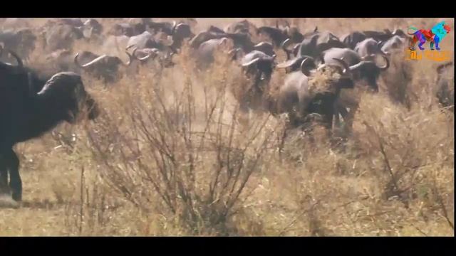 Wild Fauna / Братья Львы / Создание прайда смотреть онлайн