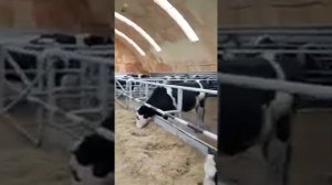 Арочный ангар для коров (бюджетный вариант)