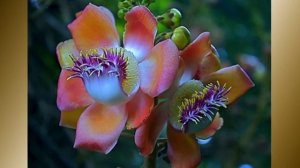 Самые редкие растения России.