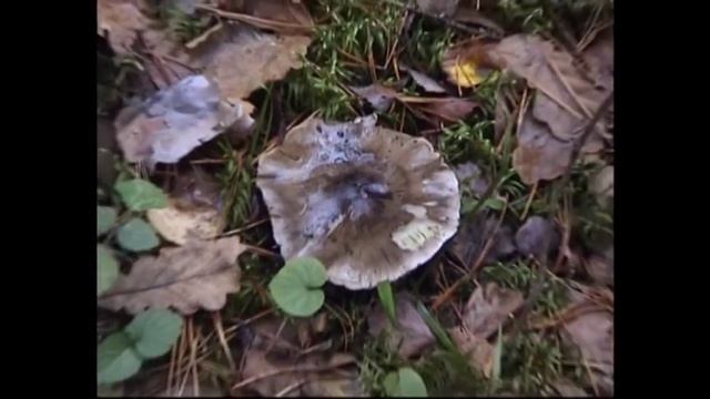 Грибы рядовки серые  - петушки-курочки,самые поздние.
