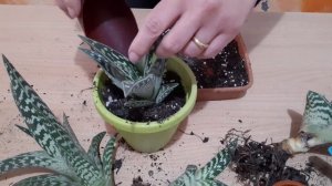 Aloe Variegata Rinvaso