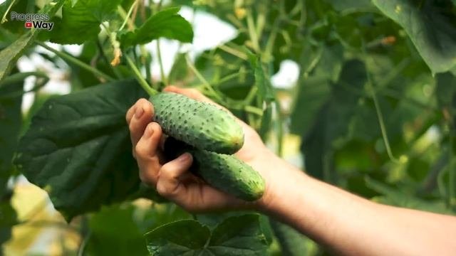 ПОДКОРМИТЕ ЭТИМ ПОРОШКОМ ОГУРЦЫ ЧТОБЫ ЗАВЯЗИ НЕ ОПАДАЛИ И БЫЛО МНОГО ОГУРЦОВ!