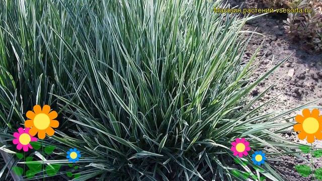 Райграс бульбоносный. Краткий обзор, описание характеристик arrhenatherum bulbosum смотреть онлайн