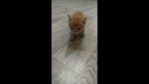 Услышав писк посреди ночи, девушка вышла на улицу, но никого не нашла. А утром она заметила ......