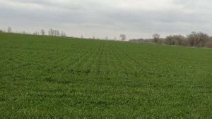 Двухстрочный посев пшеницы. Что было с зимы и как выглядит сейчас.