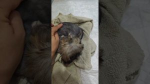 Йорк бивер. Новый друг