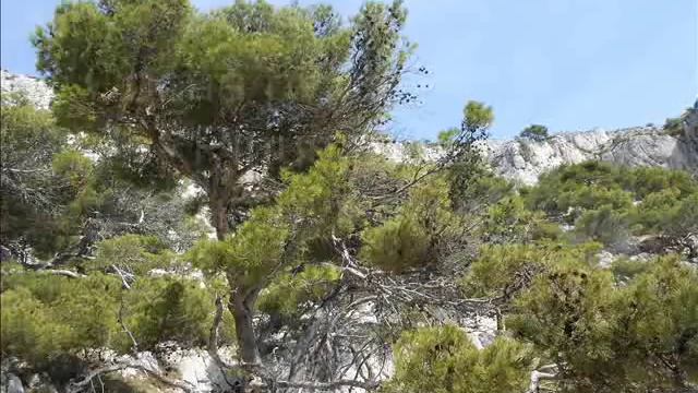 Представители голосеменных растений смотреть онлайн