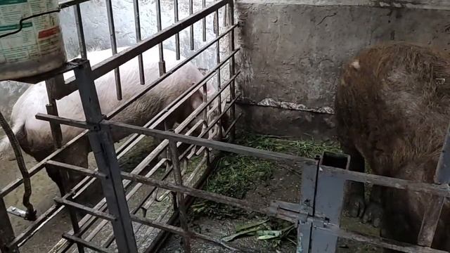 ?что ВАЖНО учесть ПРИ выращивании СВИНОМАТКИ советы ОСНОВАННЫЕ на ОПЫТЕ и ЗООТЕХНОЛОГИИ