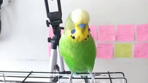 Попугай Кеша разговаривает✔️ Попугай Говорит✔️ Нарезки ✔️
