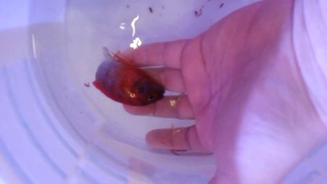 лабидохромис хонги, вариация кимпума рэд. смотреть онлайн