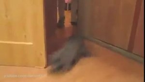 Зобавные котики