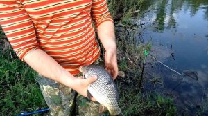 Ловля карпа на поплавочную удочку.  Рыбалка.